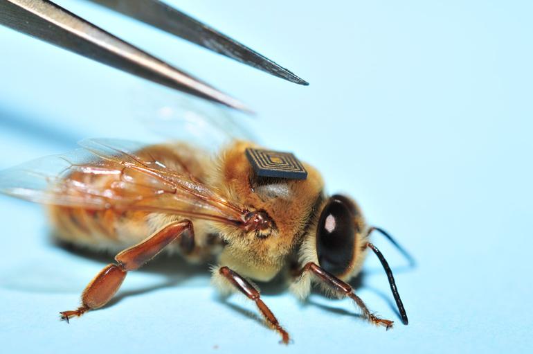 Bees With Backpacks Fly Into Schools Algorithm